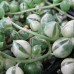 限定レア品種 斑入りグリーンネックレス 観葉植物 多肉植物 販売 通販 種類 多肉女子 緑 ホワイト 白
