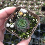 【当店農場生産】多肉植物 センペルビウム 紅薫花（コウクンカ） 7.5センチポット苗