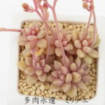 ミリナエ グラプトペタルム Mサイズ6cmポット 耐寒性多肉植物 GRAPTOPETALUM MIRINAE 極小型種 葉を重ねるタイプ きれい 寄せ植えにも