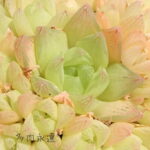 京の華1頭 ハオルチア Mサイズ6cmポット HAWRTHIA CYMBIFORMIS 小～中型種 仔を出すタイプ きれい 寄せ植えにも 多肉植物 透明窓