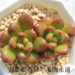 丸葉松の緑 セダム Mサイズ6cmポット SEDUM LUCIDUM 小〜中型種 葉を重ねるタイプ 多肉植物 男前 かわいい きれい 寄せ植えにも